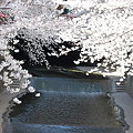 写真: 目黒川の桜