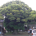 写真: ブロッコリーの木