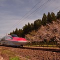 新幹線開通記念植樹の桜