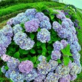 写真: 丸い紫陽花