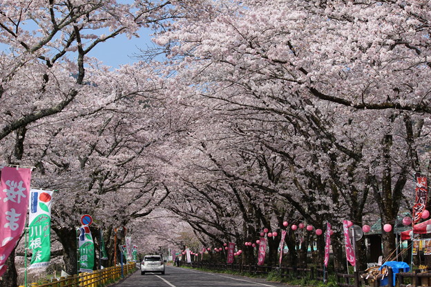 写真: 川根町　家山の桜