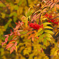 写真: 秋の彩り.3
