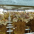 写真: 菌床シイタケ栽培の（有）フジサワ