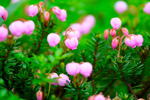 写真: 大雪山旭平に咲く花３