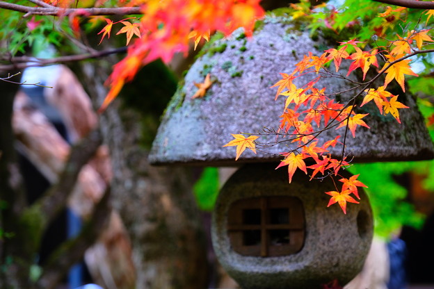 写真: 秋の圓光寺　その１