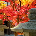 写真: 錦秋の京都　光明寺その２
