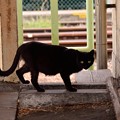 Photos: 扇町の黒猫