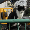 写真: 水門猫さん(R0012354)
