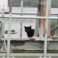写真: 水門猫さん(R0019804)