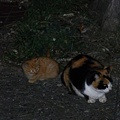 写真: 大黒ふ頭中央公園の猫たち(R0031103)