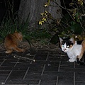 写真: 大黒ふ頭中央公園の猫たち(R0031109)