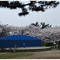 写真: 青いｽﾃｰｼﾞの桜