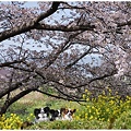 写真: 菜の花と桜の中で記念撮影