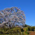 岩渕の一本桜