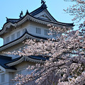 忍城の桜
