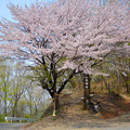 塞神峠の桜
