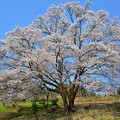 写真: 岩渕の一本桜2016