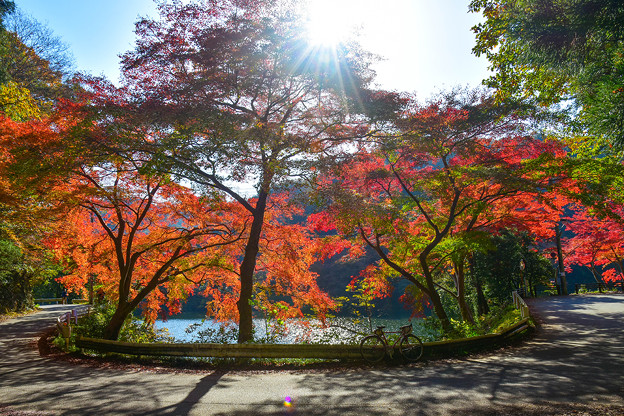 写真: 紅葉の鎌北湖