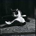 写真: 白黒猫を白黒フィルムで・・・