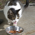 Photos: 食べてる時は別猫