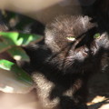 写真: 潜む黒猫