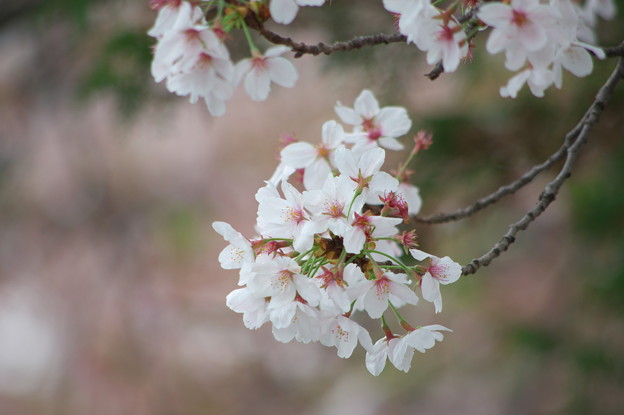 写真: 満開を過ぎた桜