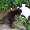 写真: お屋敷猫さん３匹