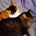 写真: 珍しい猫団子