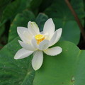 写真: 白い蓮の花一輪