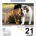 Photos: 猫友日めくりカレンダー