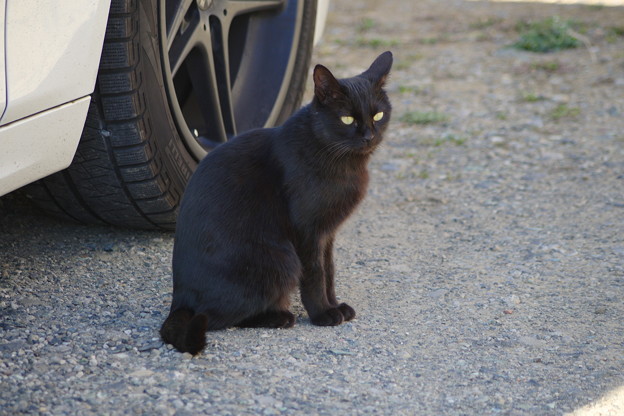 写真: 兄貴の家の黒猫さん