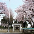 写真: 鹿飼神明宮の桜