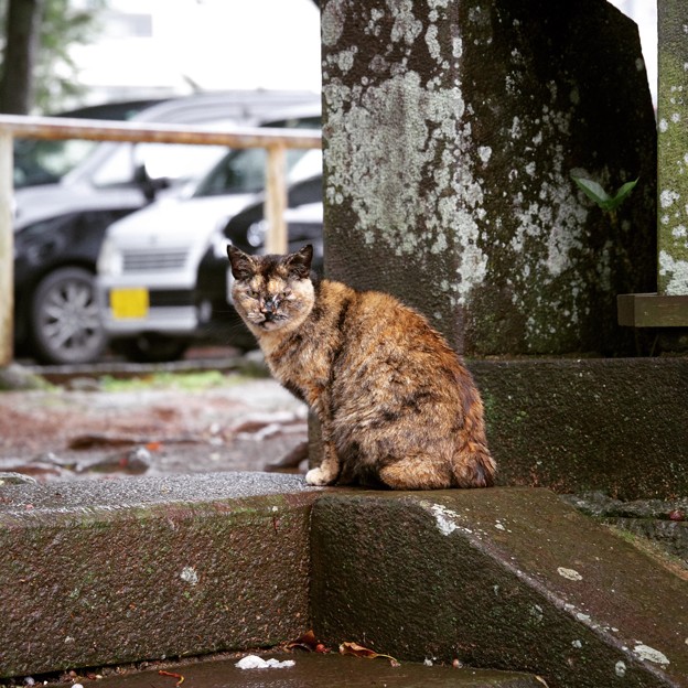 写真: 伊豆山神社の猫さん