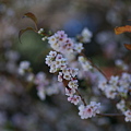 写真: 日枝神社参道の花