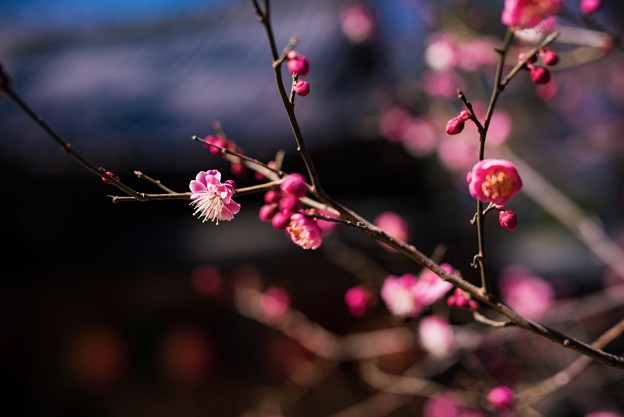 写真: 寒い日が続く、それでも梅は咲く