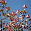 写真: 紅花花水木（ベニバナハナミズキ）