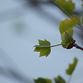 写真: 百合の樹（ユリノキ）