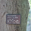 写真: 熊野水木（クマノミズキ）