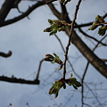 写真: 大島桜の蕾