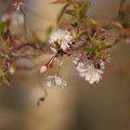 写真: 十月桜（ジュウガツザクラ）