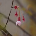 写真: オカメ桜（オカメザクラ）