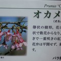 写真: オカメ桜（オカメザクラ）