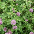 紫詰草（ムラサキツメクサ）