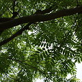 写真: 櫨の木（ハゼノキ）