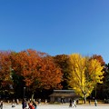 写真: 上野公園　欅は褐色　銀杏は黄葉
