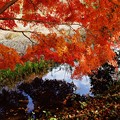 写真: じゅんさい池緑地　枝垂れる紅葉が美しい