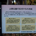 写真: 上野公園で名付けられた桜