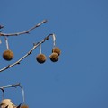 写真: 紅葉葉鈴懸の木（モミジバスズカケノキ）