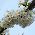 写真: 大島桜（オオシマザクラ）