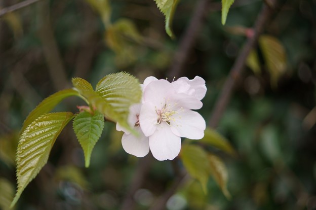 写真: 大山桜（オオヤマザクラ）